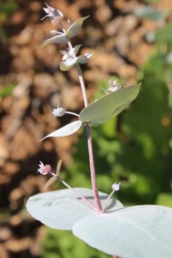 Maggie Cold Hardy Eucalyptus Tree (Eucalyptus Nova Anglica) - 3 Gallon Pot -Garden Plants Eusalyptus Maggie 1 500x750 5