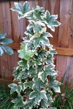 Angyo Star Fatshedera - 3 Gallon Pot -Garden Plants Fatshedera Angyo Star 3