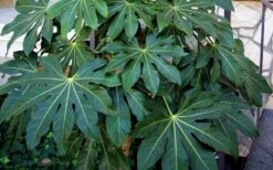 Fatsia Japonica (Japanese Aralia / Glossy Paper Plant) - 7 Gallon Pot -Garden Plants Fatsia Japanese Aralia 1 2