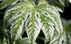 Spider's Web Fatsia - Japanese Aralia Paper Plant - 3 Gallon Pot -Garden Plants Fatsia Spider Web close Up 1