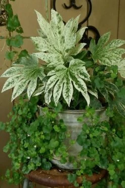 Spider's Web Fatsia - Japanese Aralia Paper Plant - 5 Gallon Pot -Garden Plants Fatsia Spiders Web 21 2