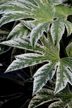 Spider's Web Fatsia - Japanese Aralia Paper Plant - 5 Gallon Pot -Garden Plants Fatsia Spiders Web 24 2
