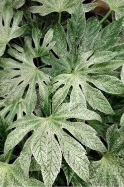 Spider's Web Fatsia - Japanese Aralia Paper Plant - 1 Gallon Pot -Garden Plants Fatsia Spiders Web 33 3