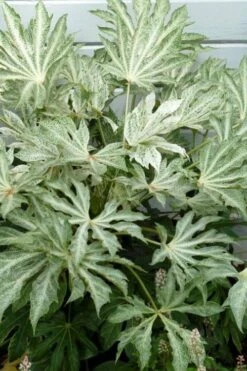 Spider's Web Fatsia - Japanese Aralia Paper Plant - 5 Gallon Pot