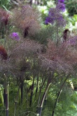 Bronze Fennel (Foeniculum Vulgare 'Purpureum') - 1 Gallon Pot -Garden Plants Fennel Bronze 1