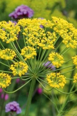 Bronze Fennel (Foeniculum Vulgare 'Purpureum') - 1 Gallon Pot -Garden Plants Fennel Bronze 6