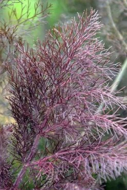 Bronze Fennel (Foeniculum Vulgare 'Purpureum') - 1 Gallon Pot -Garden Plants Fennel Bronze 7