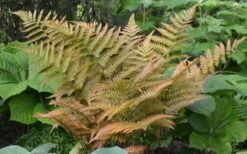 Autumn Fern (Dryopteris Erythrosora) - 3 Gallon 10 Autumn Fern (Dryopteris Erythrosora) - 3 Gallon -Garden Plants Fern Autumn 1 1