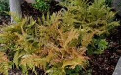 Autumn Fern - Dryopteris Erythrosora - 6 Pack Of 1 Gallon Pots 11 Autumn Fern - Dryopteris Erythrosora - 6 Pack Of 1 Gallon Pots -Garden Plants Fern Autumn 2