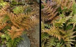 Autumn Fern - Dryopteris Erythrosora - 6 Pack Of 1 Gallon Pots 12 Autumn Fern - Dryopteris Erythrosora - 6 Pack Of 1 Gallon Pots -Garden Plants Fern Autumn 4