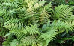 Autumn Fern (Dryopteris Erythrosora) - 3 Gallon 13 Autumn Fern (Dryopteris Erythrosora) - 3 Gallon -Garden Plants Fern Autumn Summer 1
