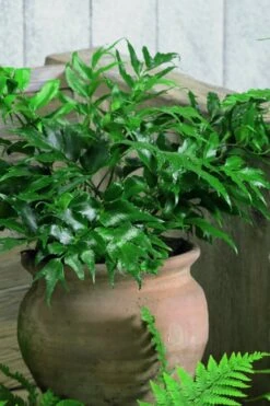 Japanese Holly Fern - Cyrtomium Falcatum 'Rochfordianum' - 2.5 Quart Pot 9 Japanese Holly Fern - Cyrtomium Falcatum 'Rochfordianum' - 2.5 Quart Pot -Garden Plants Fern Japanese Holly 8