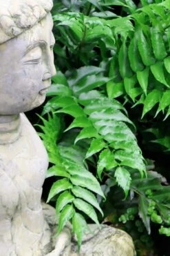 Japanese Holly Fern - Cyrtomium Falcatum 'Rochfordianum' - 2.5 Quart Pot 10 Japanese Holly Fern - Cyrtomium Falcatum 'Rochfordianum' - 2.5 Quart Pot -Garden Plants Fern Japanese Holly 9