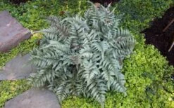 Japanese Painted Fern - 1 Gallon Pot -Garden Plants Fern Japanese Painted 13 2