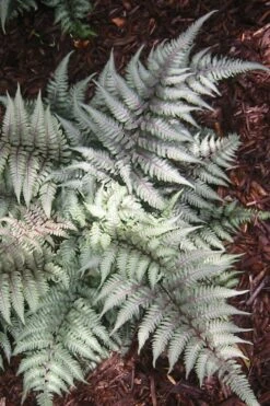 Japanese Painted Fern - 1 Gallon Pot -Garden Plants Fern Japanese Painted 15 2