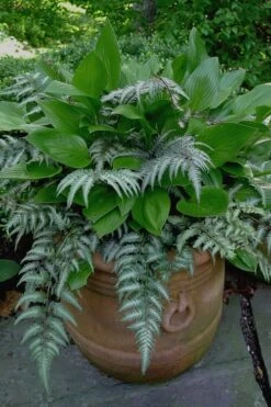 Japanese Painted Fern - 5 Pack Of Quart Pots -Garden Plants Fern Japanese Painted 19
