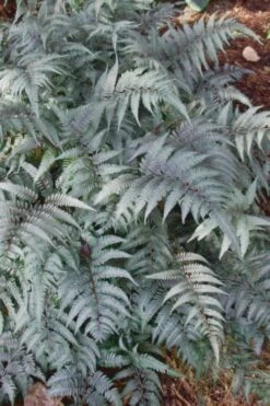 Japanese Painted Fern - 10 Count Flat Of Quart Pots -Garden Plants Fern Japanese Painted 500x750 2
