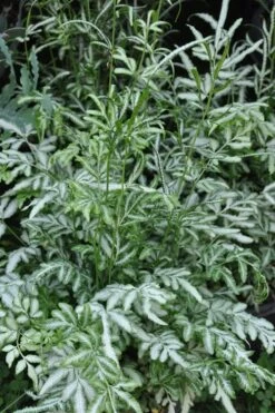 Silver Lace Fern - 5 Pack Of Quart Pots -Garden Plants Fern Silver Lace 5