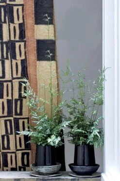 Silver Lace Fern - 5 Pack Of Quart Pots -Garden Plants Fern Silver Lace 6