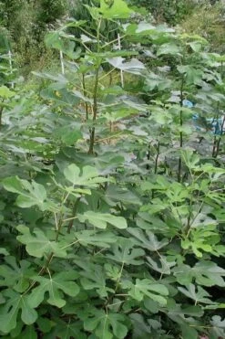 Black Mission Fig Tree - 3 Gallon Pot -Garden Plants Fig Black Mission 5