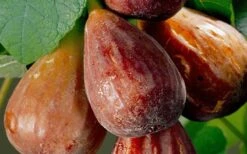 Brown Turkey Fig Tree - 6 Pack Of 1 Gallon Pots -Garden Plants Fig Brown Turkey 20