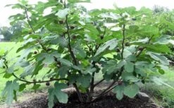 Chicago Cold Hardy Fig Tree - 3 Gallon Pot -Garden Plants Fig Chicago Cold Hardy 1 1