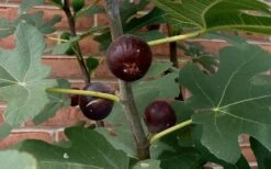 Chicago Cold Hardy Fig Tree - 3 Gallon Pot -Garden Plants Fig Chicago Cold Hardy 2