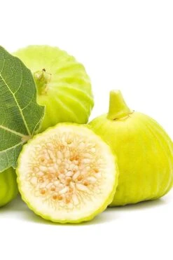 Italian Honey Fig Tree (Ficus Carica 'Lattarula') - 1 Gallon Pot -Garden Plants Fig Lemon Italian Honey 2