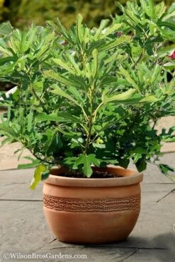 Little Ruby Dwarf Fig Tree - 3 Gallon Pot 10 Little Ruby Dwarf Fig Tree - 3 Gallon Pot -Garden Plants Fig Little Miss Figgy 1