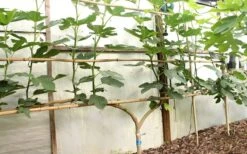 Texas Everbearing Fig Tree - 6 Pack Of 1 Gallon Pots -Garden Plants Fig Texas Everbearing 6