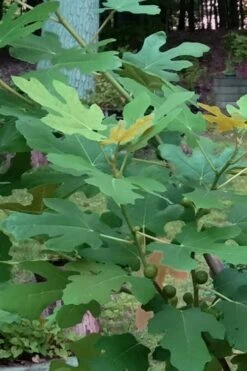 Texas Everbearing Fig Tree - 6 Pack Of 1 Gallon Pots -Garden Plants Fig Texas Everbearing 7