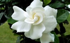 August Beauty Gardenia - 1 Gallon Pot -Garden Plants Gardenia August Beauty Flower Closeup