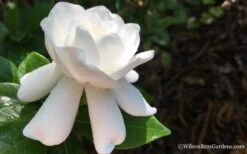 Crown Jewel Gardenia - 1 Gallon Pot -Garden Plants Gardenia Crown Jewel 4