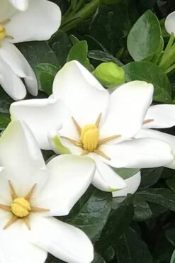 Hardy Fragrant Daisy Gardenia Bush - 3 Gallon Pot 10 Hardy Fragrant Daisy Gardenia Bush - 3 Gallon Pot -Garden Plants Gardenia Daisy 21 2