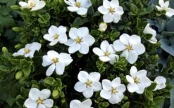 Hardy Fragrant Daisy Gardenia Bush - 3 Gallon Pot 13 Hardy Fragrant Daisy Gardenia Bush - 3 Gallon Pot -Garden Plants Gardenia Daisy Blooms 3