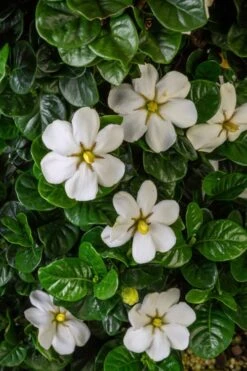 Diamond Spire Gardenia - 1 Gallon Pot 13 Diamond Spire Gardenia - 1 Gallon Pot -Garden Plants Gardenia Diamond Spire 2 2
