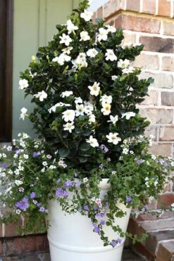 Diamond Spire Gardenia - 1 Gallon Pot 12 Diamond Spire Gardenia - 1 Gallon Pot -Garden Plants Gardenia Diamond Spire 4 2