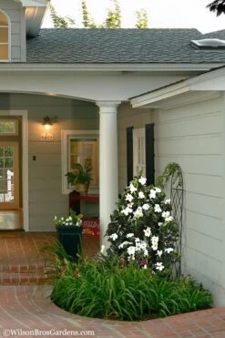 Diamond Spire Gardenia - 1 Gallon Pot 11 Diamond Spire Gardenia - 1 Gallon Pot -Garden Plants Gardenia Diamond Spire 5 2