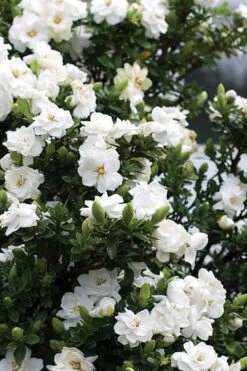 Double Mint Gardenia - 3 Gallon Pot -Garden Plants Gardenia Double Mint 2 1