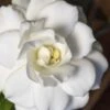 Double Mint Gardenia - 3 Gallon Pot