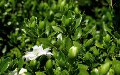 Double Mint Gardenia - 6 Pack Of 1 Gallon Pots 12 Double Mint Gardenia - 6 Pack Of 1 Gallon Pots -Garden Plants Gardenia Double Mint 7