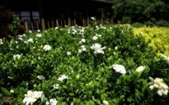 Double Mint Gardenia - 1 Gallon Pot -Garden Plants Gardenia Double Mint 8 2