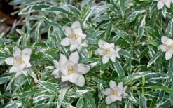 Variegated Creeping Dwarf Gardenia - 1 Gallon Pot -Garden Plants Gardenia Dwarf Radicans Variegated 3 2