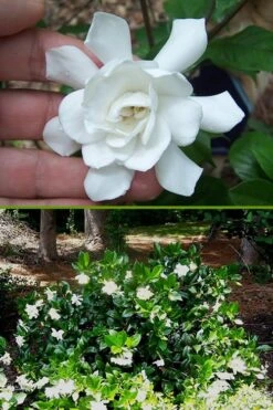 Fall In Love Cold Hardy Gardenia - 1 Gallon Pot 10 Fall In Love Cold Hardy Gardenia - 1 Gallon Pot -Garden Plants Gardenia Fall In Love BS