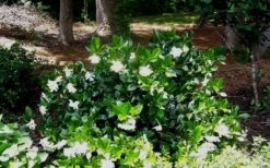 Fall In Love Cold Hardy Gardenia - 1 Gallon Pot 11 Fall In Love Cold Hardy Gardenia - 1 Gallon Pot -Garden Plants Gardenia Fallin In Love Shrub