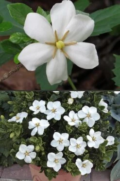 Hardy Fragrant Daisy Gardenia Bush - 3 Gallon Pot 12 Hardy Fragrant Daisy Gardenia Bush - 3 Gallon Pot -Garden Plants Gardenia Hardy Daisy 500x750 3