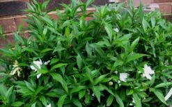 Radicans Creeping Dwarf Gardenia - 3 Gallon Pot -Garden Plants Gardenia Radicans 53 2
