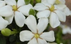 ScentAmazing Gardenia - 2 Gallon Pot -Garden Plants Gardenia Scentamazing 20 1