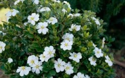 ScentAmazing Gardenia - 1 Gallon Pot -Garden Plants Gardenia Scentamazing Shrub