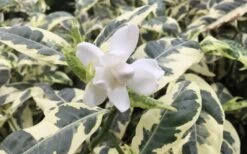 Variegated August Beauty Gardenia - 3 Gallon Pot 8 Variegated August Beauty Gardenia - 3 Gallon Pot -Garden Plants Gardenia Variegated 1 1